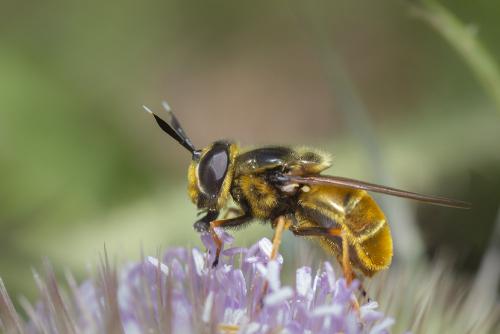 Réf. 263 383 : Callicera aurata